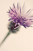 CENTAUREA NIGRA, KNAPWEED