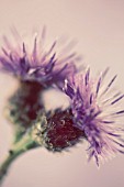 CENTAUREA NIGRA, KNAPWEED