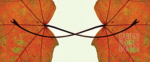 AUTUMNAL_LEAVES_ENTWINED