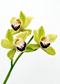 CYMBIDIUM, ORCHID