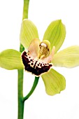 CYMBIDIUM, ORCHID