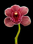 CYMBIDIUM, ORCHID