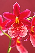 CYMBIDIUM, ORCHID