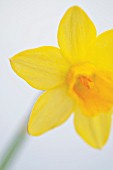 NARCISSUS, DAFFODIL