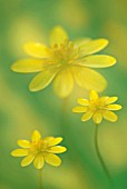 RANUNCULUS FICARIA, CELANDINE