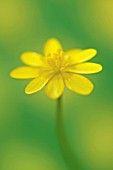 RANUNCULUS FICARIA, CELANDINE