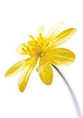 RANUNCULUS FICARIA, CELANDINE