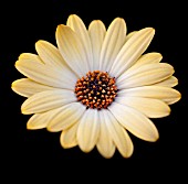 ARCTOSIS, AFRICAN DAISY