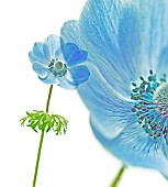 ANEMONE CORONARIA