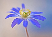 ANEMONE BLANDA