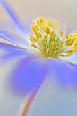 ANEMONE BLANDA