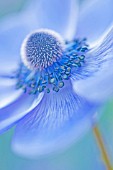 ANEMONE CORONARIA