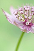 ASTRANTIA