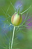 NIGELLA DAMASCENA SEEDHEAD