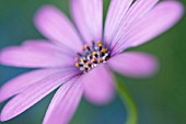 OSTEOSPERMUM