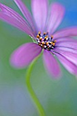 OSTEOSPERMUM