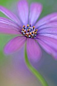 OSTEOSPERMUM