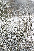 SNOW ON BRANCHES