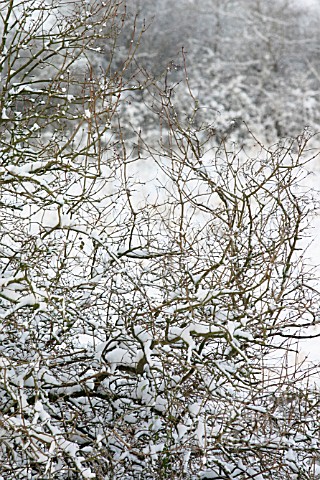 SNOW_ON_BRANCHES