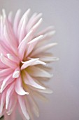 PINK DAHLIA