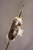 TYPHA LATIFOLIA