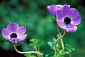 Anemone, Anemone coronaria De Caen, Three purple coloured flwoers growing outdoor.