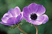 ANEMONE CORONARIA DE CAEN, ANEMONE