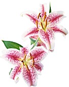 LILIUM STAR GAZER, LILY