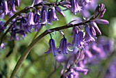 HYACINTHOIDES HISPANICA, BLUEBELL - SPANISH BLUEBELL