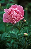 PAEONIA LACTIFLORA ‘SARAH BERNHARDT’, PEONY