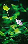 VINCA MINOR, PERIWINKLE