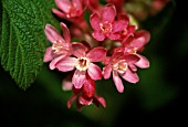 RIBES SANGUINEUM, FLOWERING CURRANT