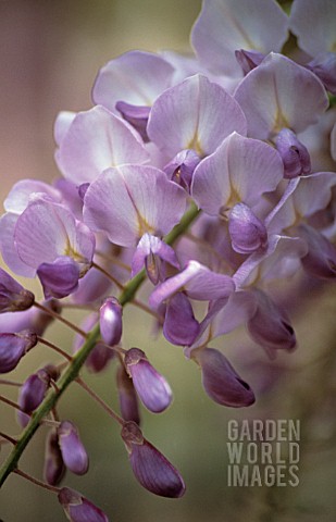 WISTERIA_WISTERIA