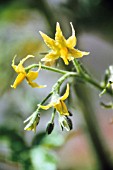 LYCOPERSICON ESCULENTUM, TOMATO