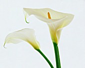 ZANTEDESCHIA AETHIOPICA, LILY - ARUM LILY, CALLA LILY