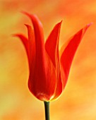 TULIPA BALLERINA, TULIP