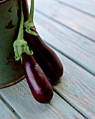 SOLANUM MELONGENA, AUBERGINE