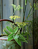 SALVIA OFFICINALIS, SAGE