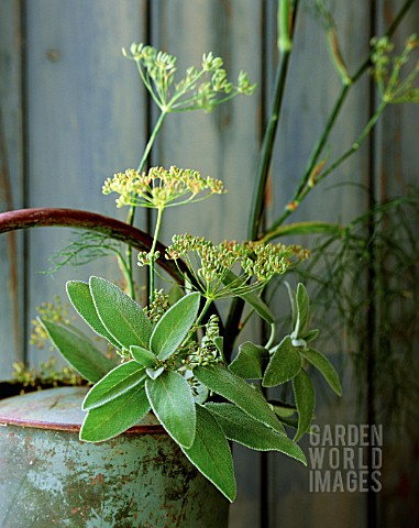 SALVIA_OFFICINALIS_SAGE