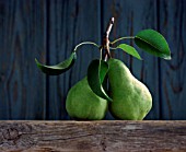 PYRUS COMMUNIS, PEAR