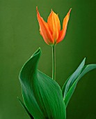 TULIPA BALLERINA, TULIP