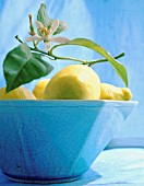 CITRUS LIMON, LEMON