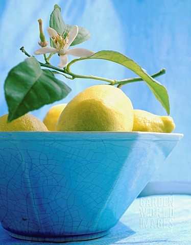 CITRUS_LIMON_LEMON