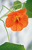 TROPAEOLUM, (NASTURTIUM)