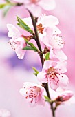 PRUNUS PERSICA, PEACH