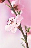 PRUNUS PERSICA, PEACH