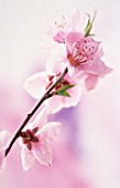 PRUNUS PERSICA, PEACH