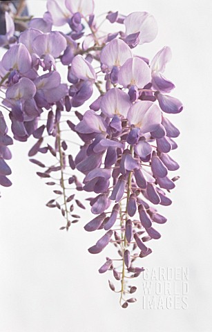 WISTERIA_WISTERIA