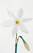 NARCISSUS PAPILLON BLANC, NARCISSUS