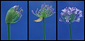 Agapanthus, Studio shot of purple flower against blue background.